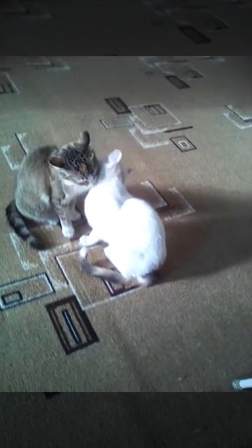 Красивые киски лижутсься