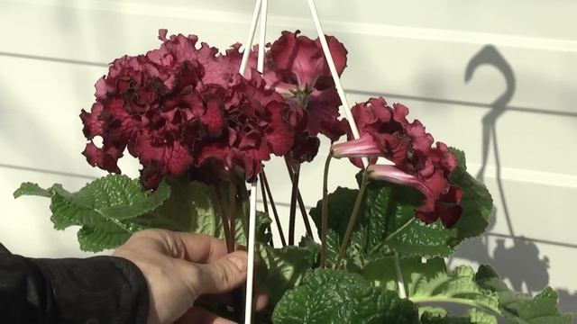 Стрептокарпус DS-Вечность смотреть онлайн