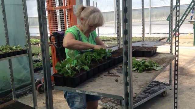 КЛУБНИКА_выпуск23 смотреть онлайн