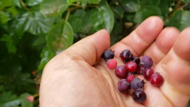 240624 Ирга ягода Детства улица Максима Горького блинная 22 школа Брестская пл Ленина аптека г Орел