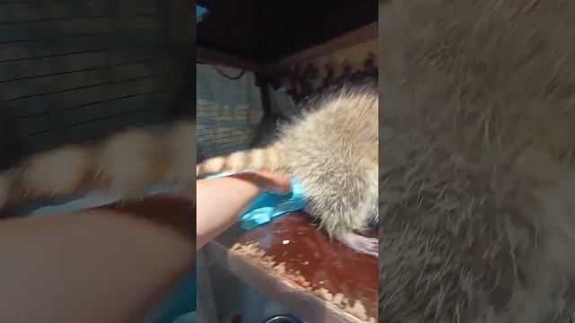 #ямыилюша #помощьбездомнымживотным #raccoon #анапа #reels #животные