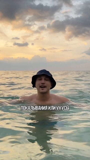 Ежи есть! Какие морские обитатели живут в море у берегов Тайланда смотреть онлайн
