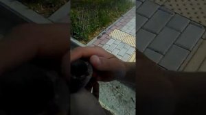 Внешнее строение птицы