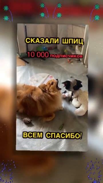 Ваши: дрозд Жора, ворона Фара, шпиц Тортик и я🐥🦅🐶🤗Yours: blackbird, crow, spitz and me#животные смотреть онлайн