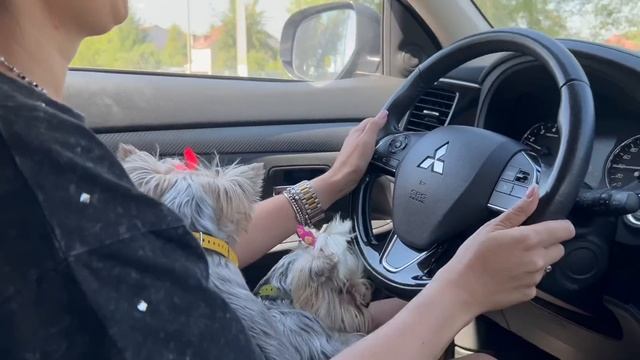 Стрижка собак/места моей молодости/не будет ютуба?