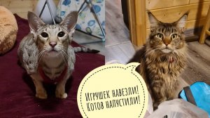 Треугольный кот в гости приехал! Псу Кубику косточку привезли! Праздники начались!