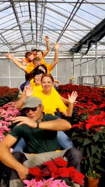 Пуансеттия в Кисловодске. смотреть онлайн