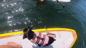HOW TO GET YOUR DOG ON A SUP