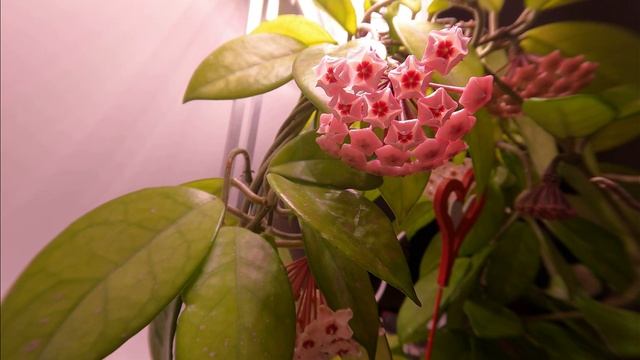 porcelain hoya growing under plant light (10 days timelapse) смотреть онлайн