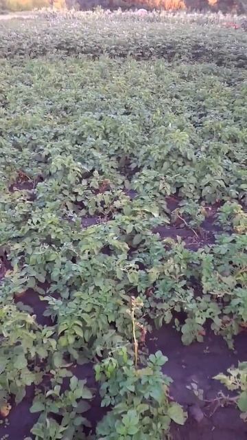 цветёт картофель смотреть онлайн