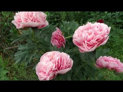 Пион ЭТЧЕД САЛМОН / Paeonia ETCHED SALMON - ОБЗОР, ОПИСАНИЕ, ЦВЕТЕНИЕ, ОТЗЫВ смотреть онлайн