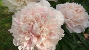 Дева Девочка Моя  -  Ворошилова Анна Борисовна 2016 г