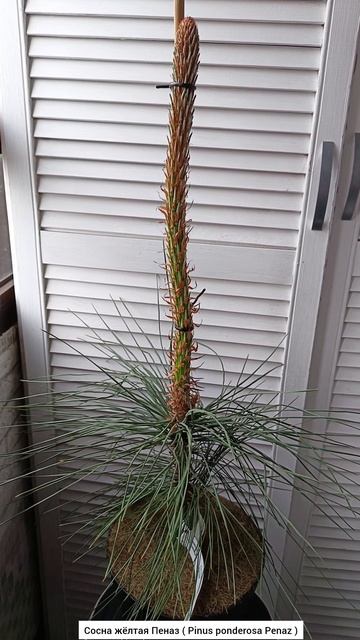 Сосна жёлтая Пеназ ( Pinus ponderosa Penaz ). смотреть онлайн