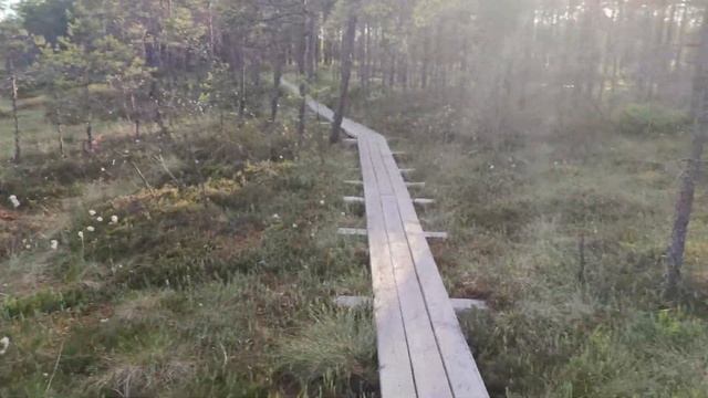 Болотная тропа. Очень красиво.
