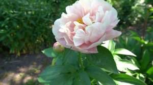 Пион  Пастелорама -  ( Pastelorama).  Seidl - Bremer, 2013,