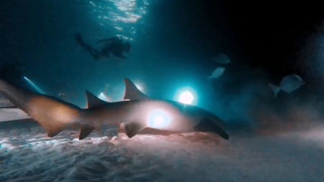 Nurse Sharks In The Maldives | Blue O Two And Master Liveaboards смотреть онлайн