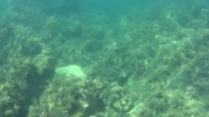 Архипо_Осиповка Дикий пляж