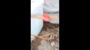 Раскрытие лозы в парнике