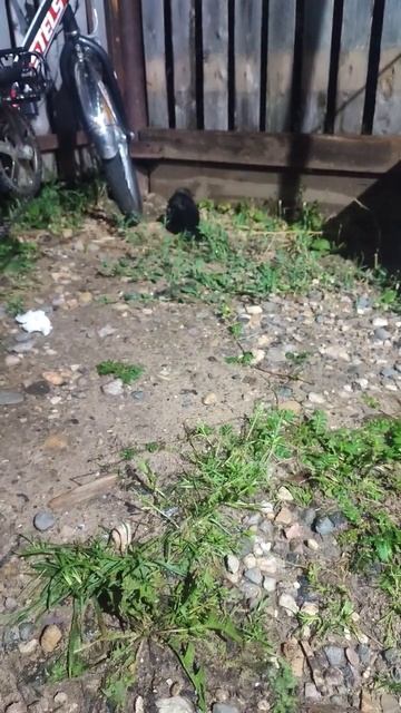 #птицы #птичка #птенец галки смотреть онлайн