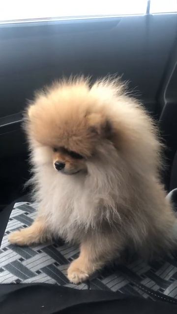 Сладкий сон шпица 🙂 смотреть онлайн