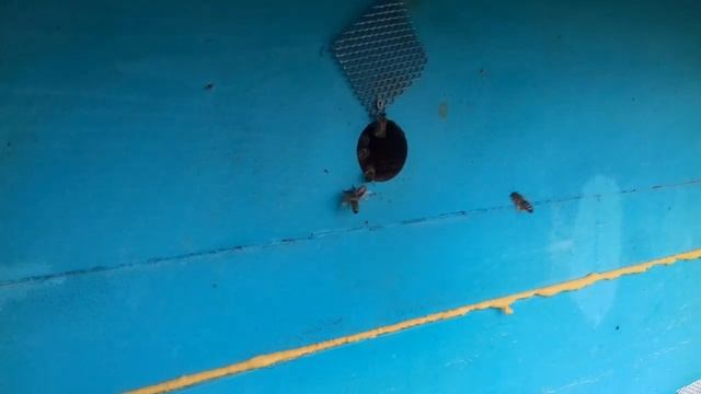 Пчеловодство. Приучаем пчелок к поилкам...