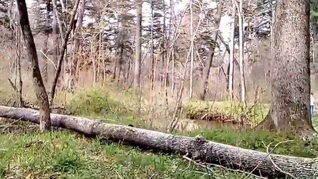 Данила путешествует по таежной речке. смотреть онлайн