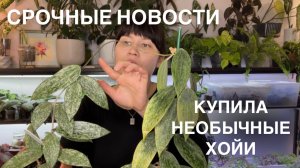 ХОЙИ С НЕОБЫЧНЫМ ЗАГАРОМ