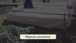 26 апреля 2025 года. Посадка морковки в грядки.