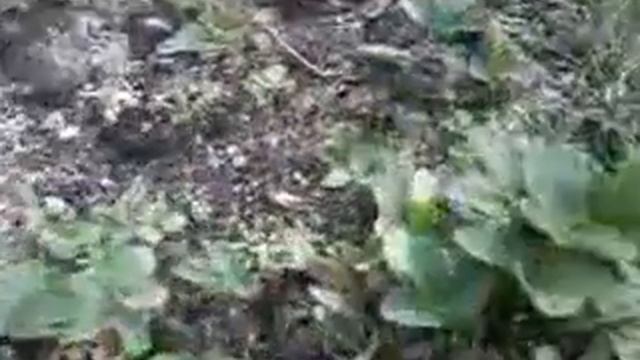 Клубника для Dear Uliya и Принцесса Насти...я джай хо смотреть онлайн