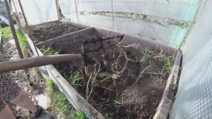 Борьба с пыреем в парнике