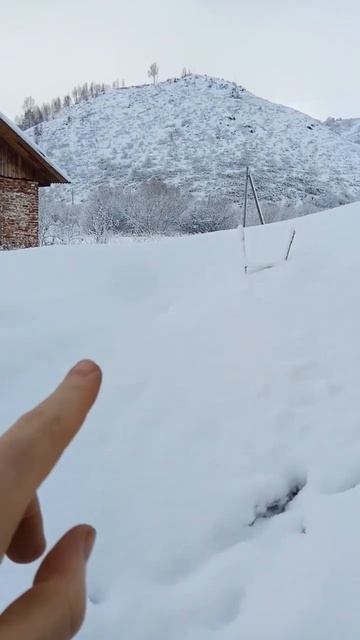 Зимовка пчел на воле