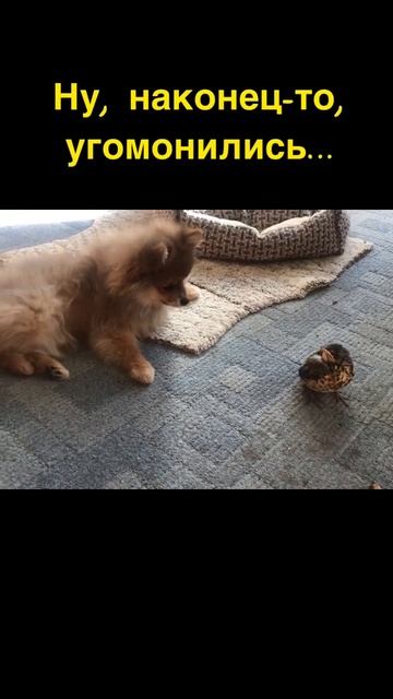 Шпиц и дрозд, как заводные игрушки…🤪Spitz and thrush, like clockwork toys ...! Spitz said смотреть онлайн