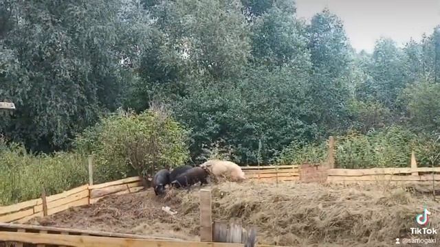 приехал хряк на ПЖ смотреть онлайн