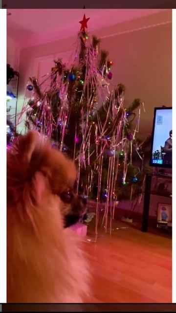 Наша малышка #shorts#dog#love#шпиц#померанский#заводчики#мини#рыжая#любовь#рекомендации#комментарии смотреть онлайн