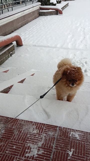 shorts. почти дома смотреть онлайн