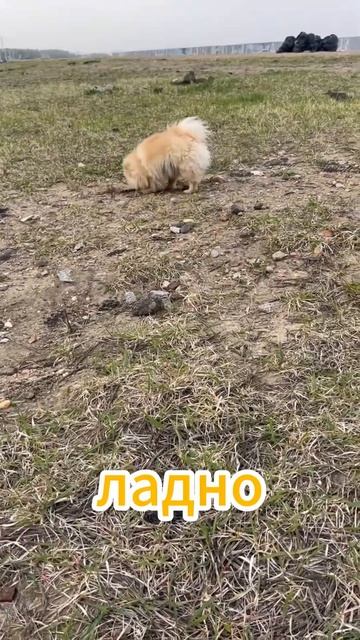 Фенёк и Тайга по прежнему хотят есть🐶🐶 немецкая овчарка и шпиц