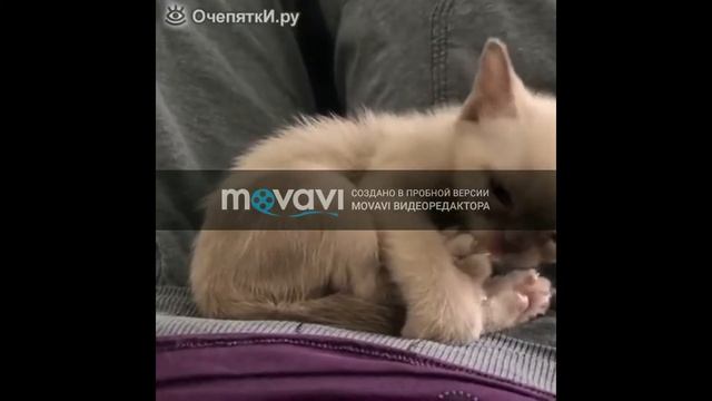 ОХ УЖ ЭТИ КОТЫ #1.