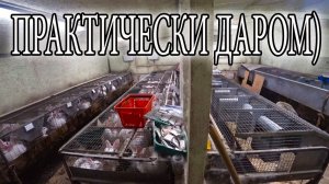 ПРОДАЮ СТАРЫЕ КЛЕТКИ!
