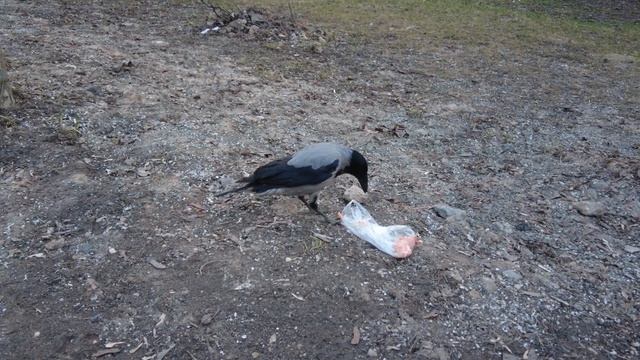 Вечерняя прогулка с вороной смотреть онлайн