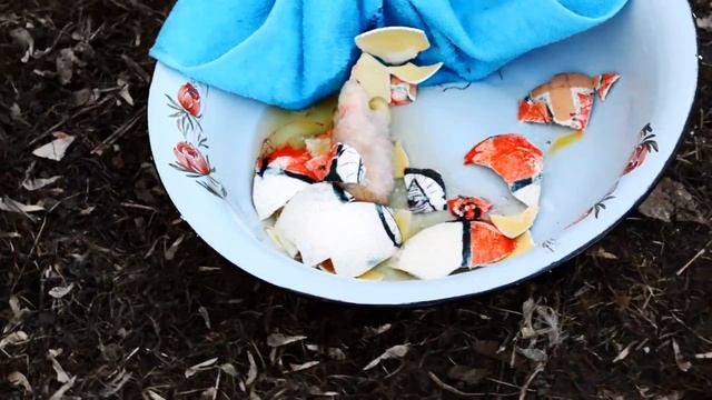 Гомункул часть 1 смотреть онлайн