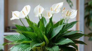 Цветок Женское счастье — приметы для молодых девушек .