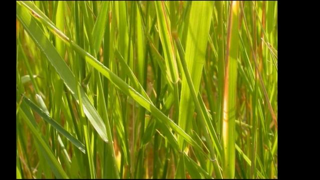 Пырей. Лечебные свойства