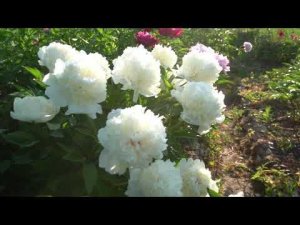 Пион Ланкастер Империал (Lancaster Imperial) -  Roy G. 1987г.