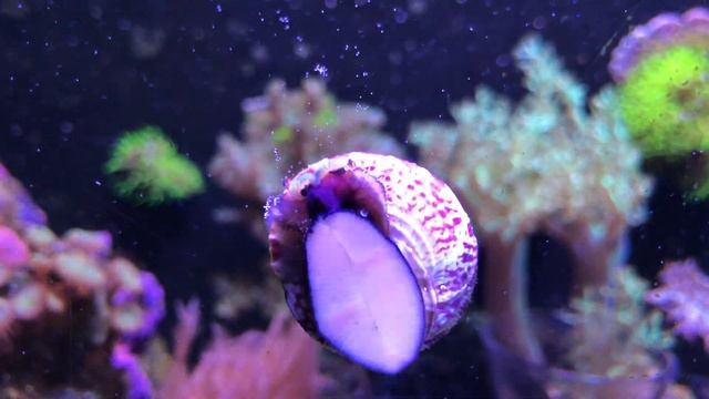 Trochus смотреть онлайн