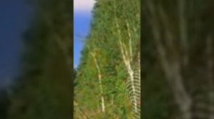 Флюра Туйсина башкара. Гомер утэ. Искиткеч матур жыр. Official