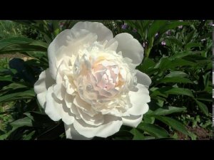 Пион АЛИСА ХАРДИНГ - Paeonia ALICE HARDING: обзор, описание, цветение, отзыв