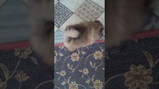 Купить шпица в Тольятти смотреть онлайн