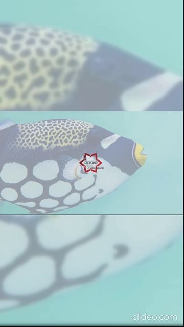 Как общаться с человеком-нарциссом? смотреть онлайн