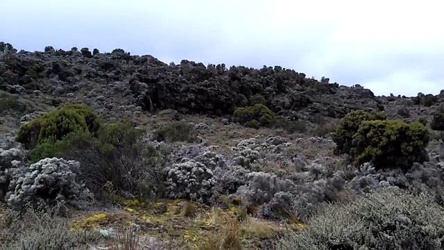 Восхождение на Килиманджаро, день 2