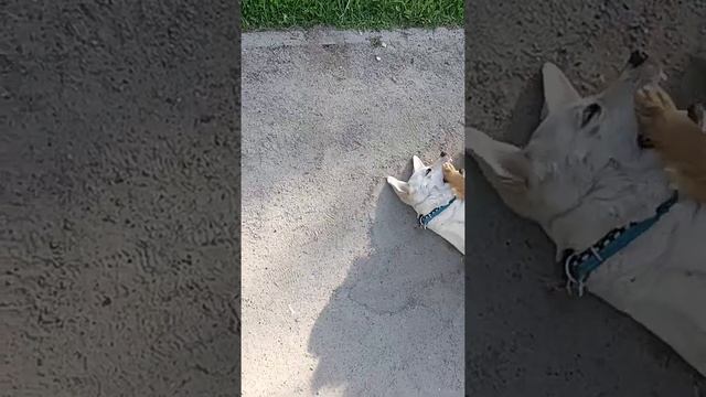 Нашли шпица поиграть